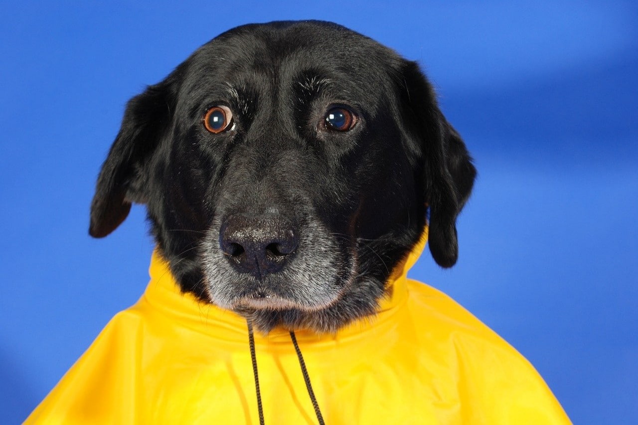 Beste regenjas voor honden – Dit zijn de 4 beste regenjassen voor je hond!