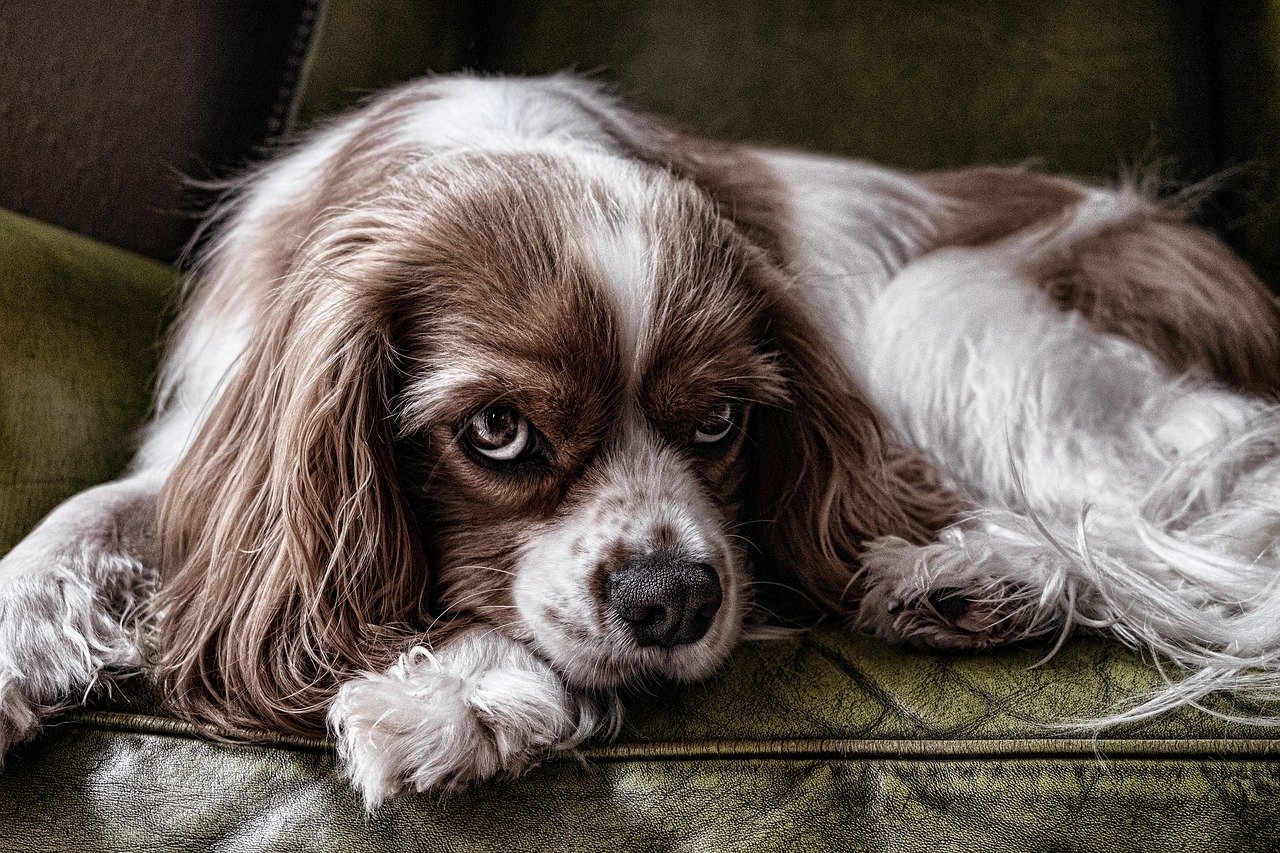 Beste tondeuse voor honden? Dit zijn de beste 4 tondeuses voor honden