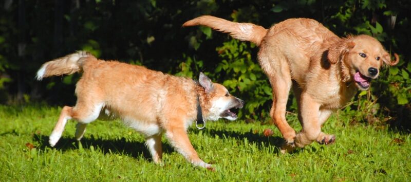 Beste Puppyren voor een pup: Dit zijn de 4 beste rennen voor je pup