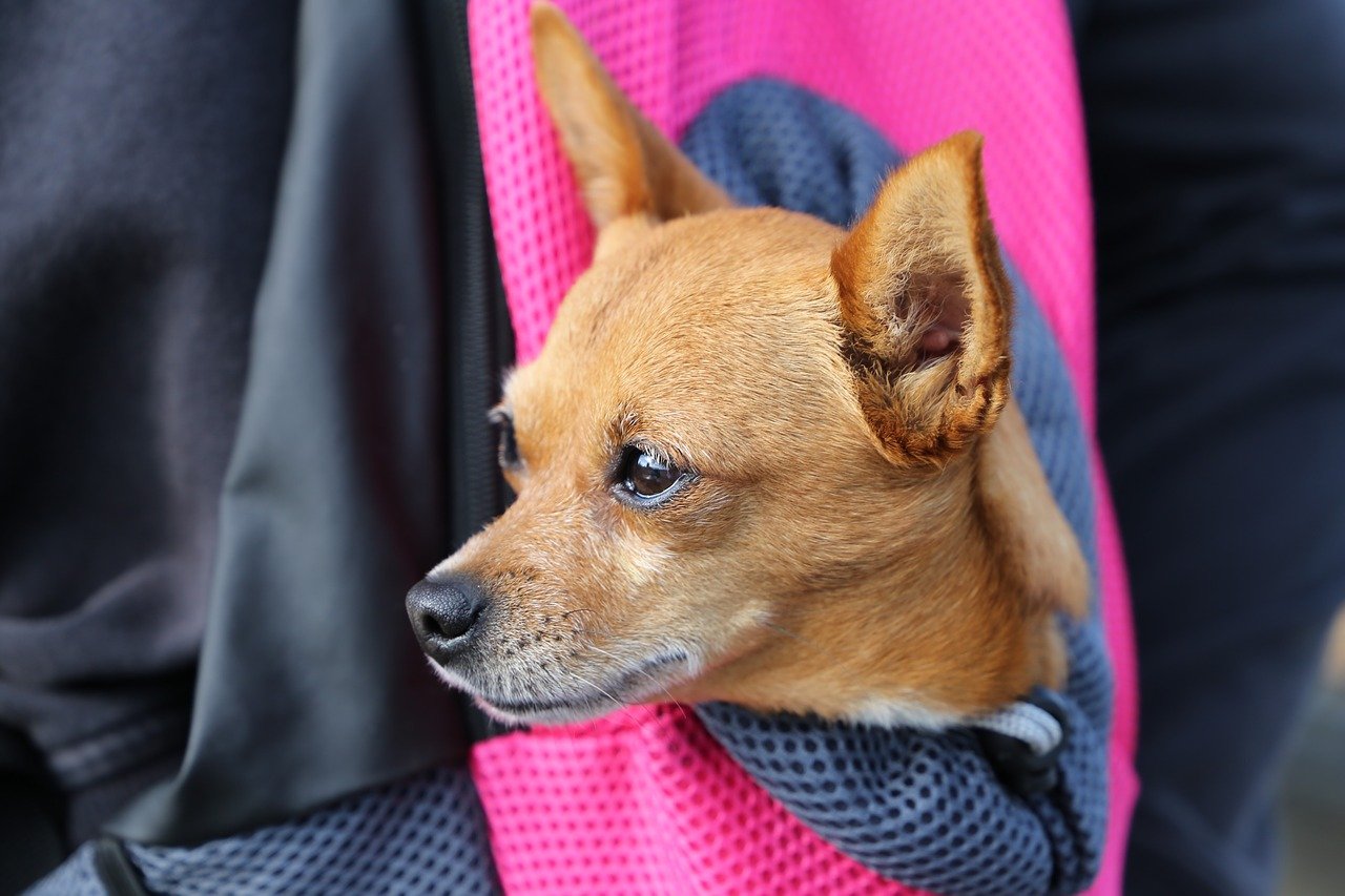 Beste Rugtas voor honden