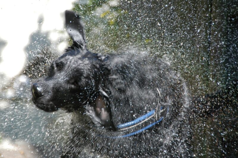 Beste regenjas voor honden – Dit zijn de 4 beste regenjassen voor je hond!