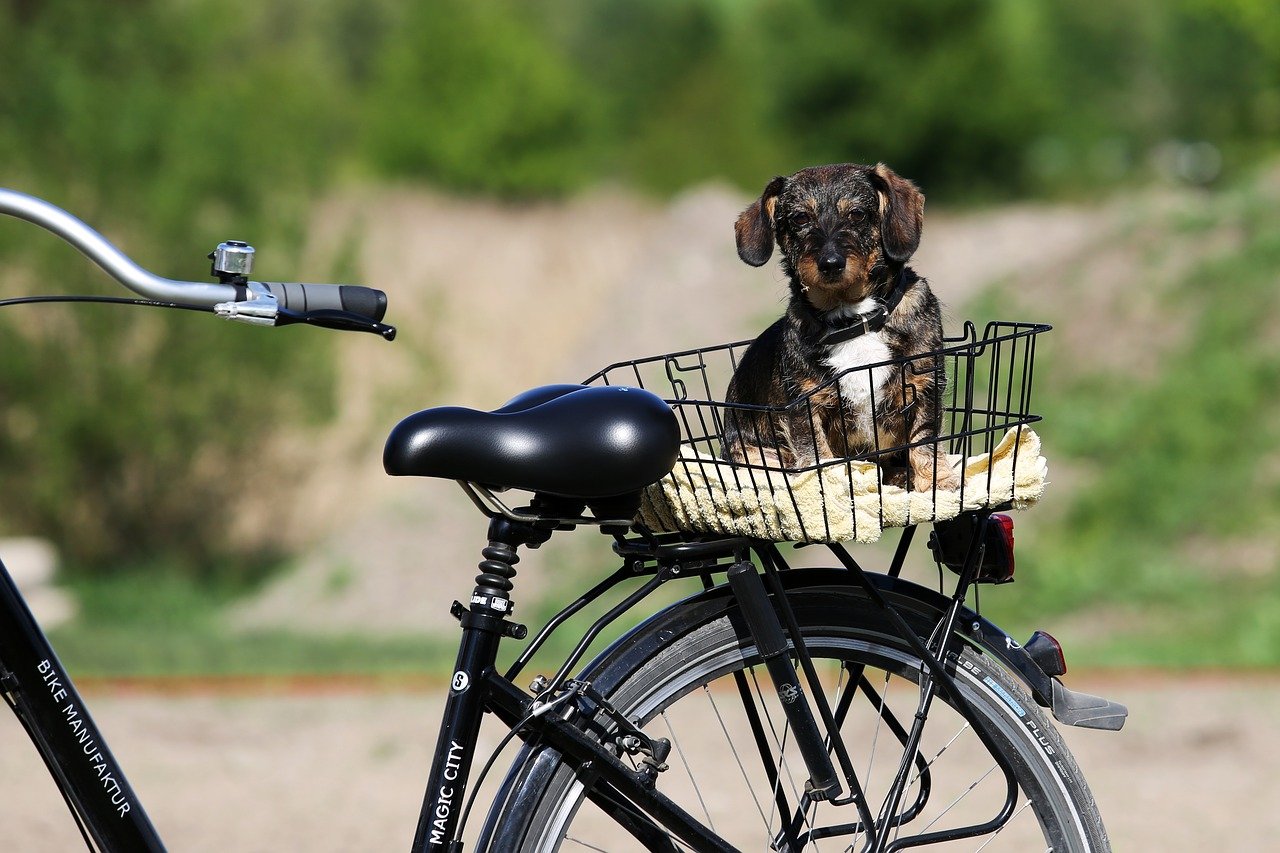 Je hond veilig mee op de fiets? Gebruik hulpmiddelen!