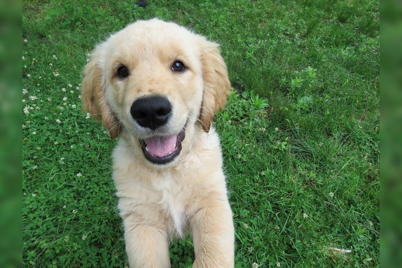 Springen afleren bij hond? Zo pak je dat aan.