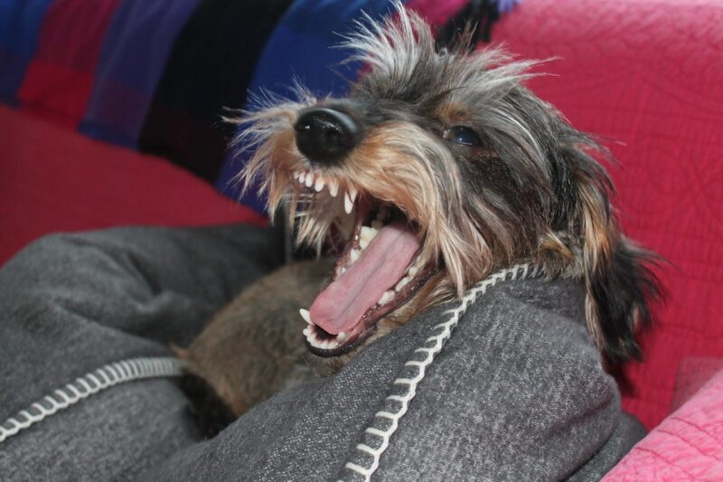 Gebitsverzorging voor je hond - Waarom is het zo belangrijk?