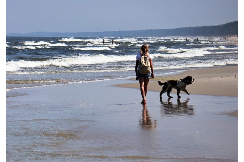 Waar mag je wandelen met je hond? - Top 3 plekken in Nederland!