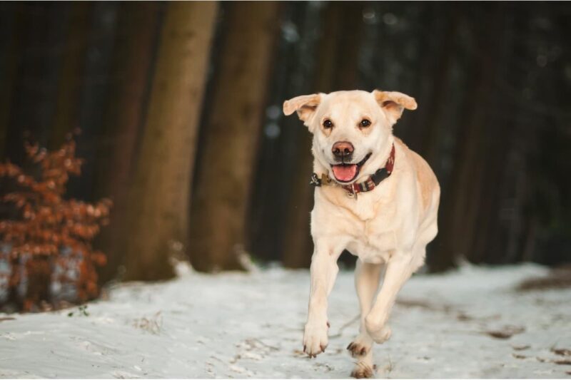 Waar mag je wandelen met je hond? - Top 3 plekken in Nederland!