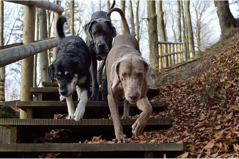 Waar mag je wandelen met je hond? - Top 3 plekken in Nederland!