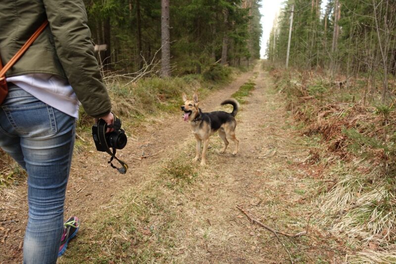 Waar mag je wandelen met je hond? - Top 3 plekken in Nederland!