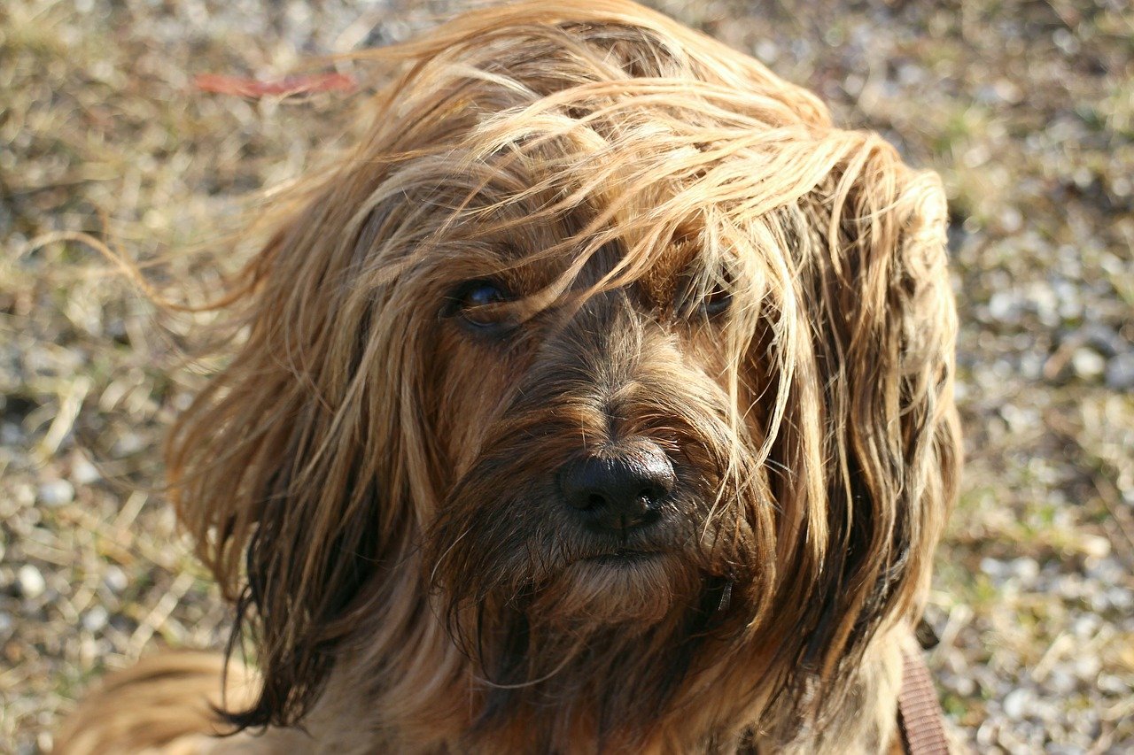 Hoe föhn je je hond? - Beste hulpmiddelen.