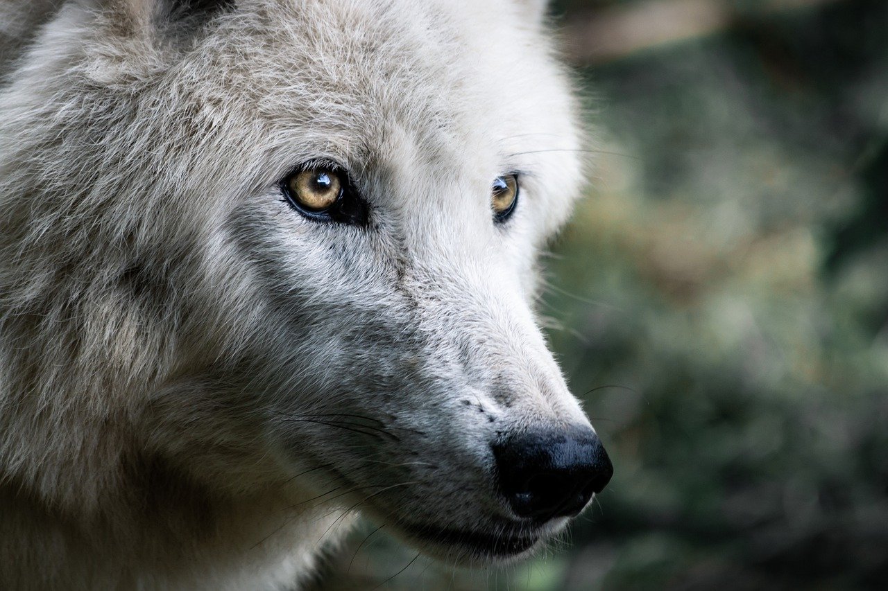 Loopsheid bij honden – Wat te doen?