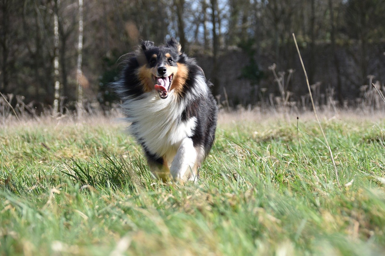 Welk soort voer moet je kopen voor je hond? Top 3 beste droog - en natvoer!