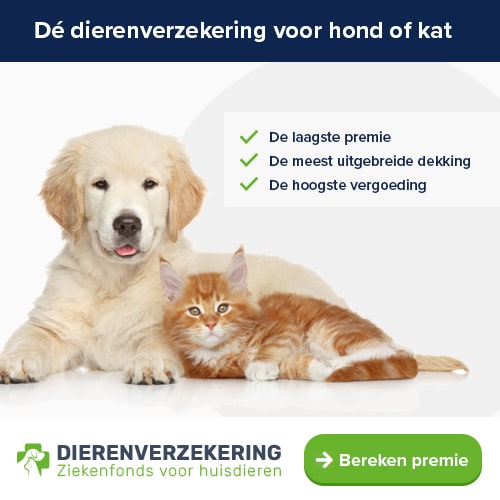 Wat is de  beste hondenverzekering voor jouw hond?