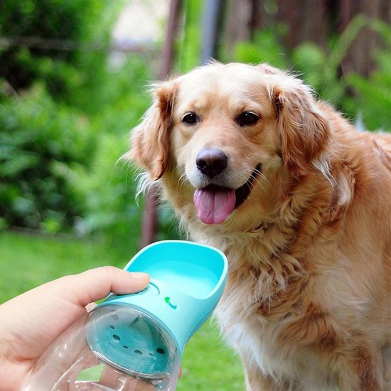 Je hond meenemen op vakantie? Dit is waar je op moet letten!