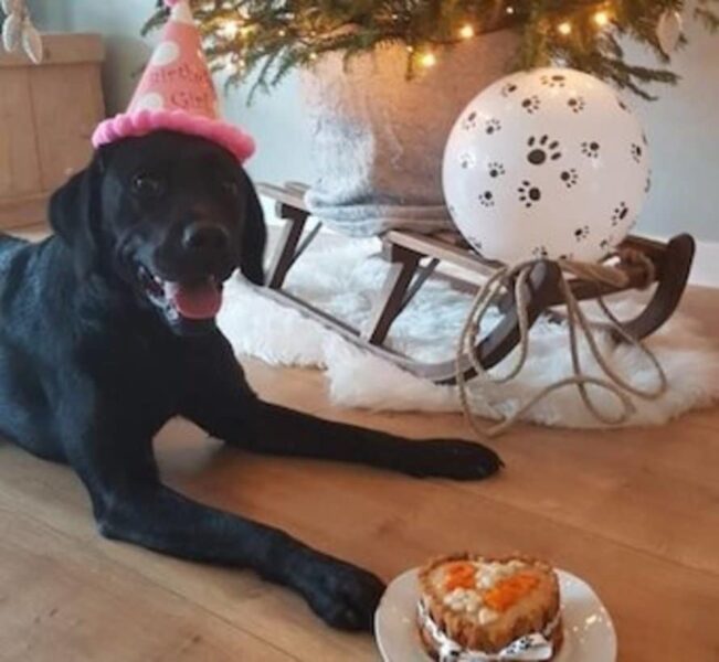 De heerlijkste hondentaarten en cupcakes van Doggi