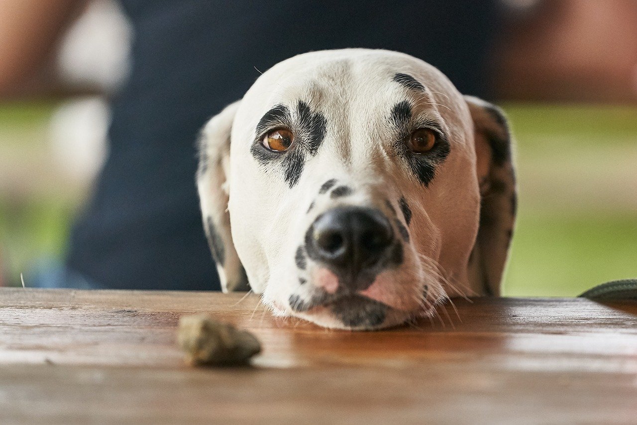 Hoe bedelen af te leren bij je hond?