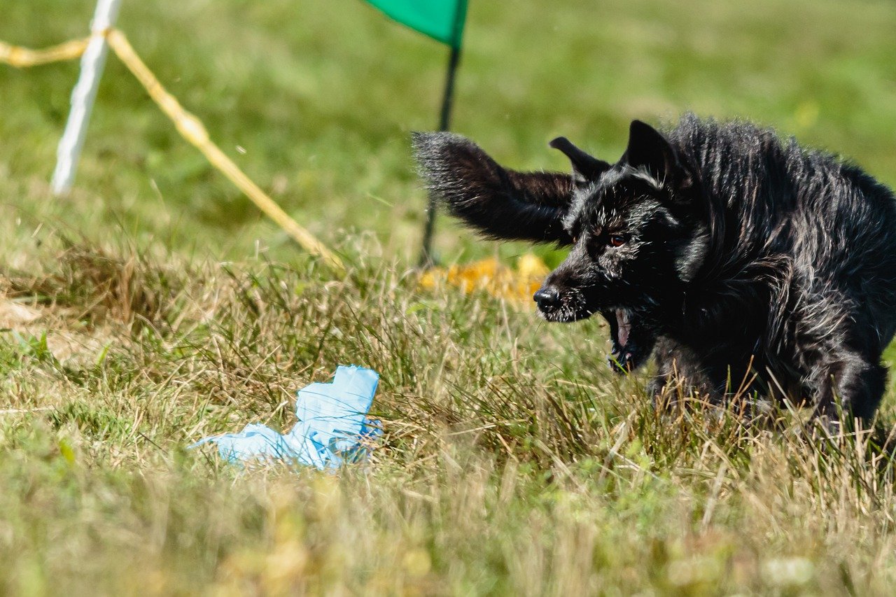 Is een puppycursus echt nodig?