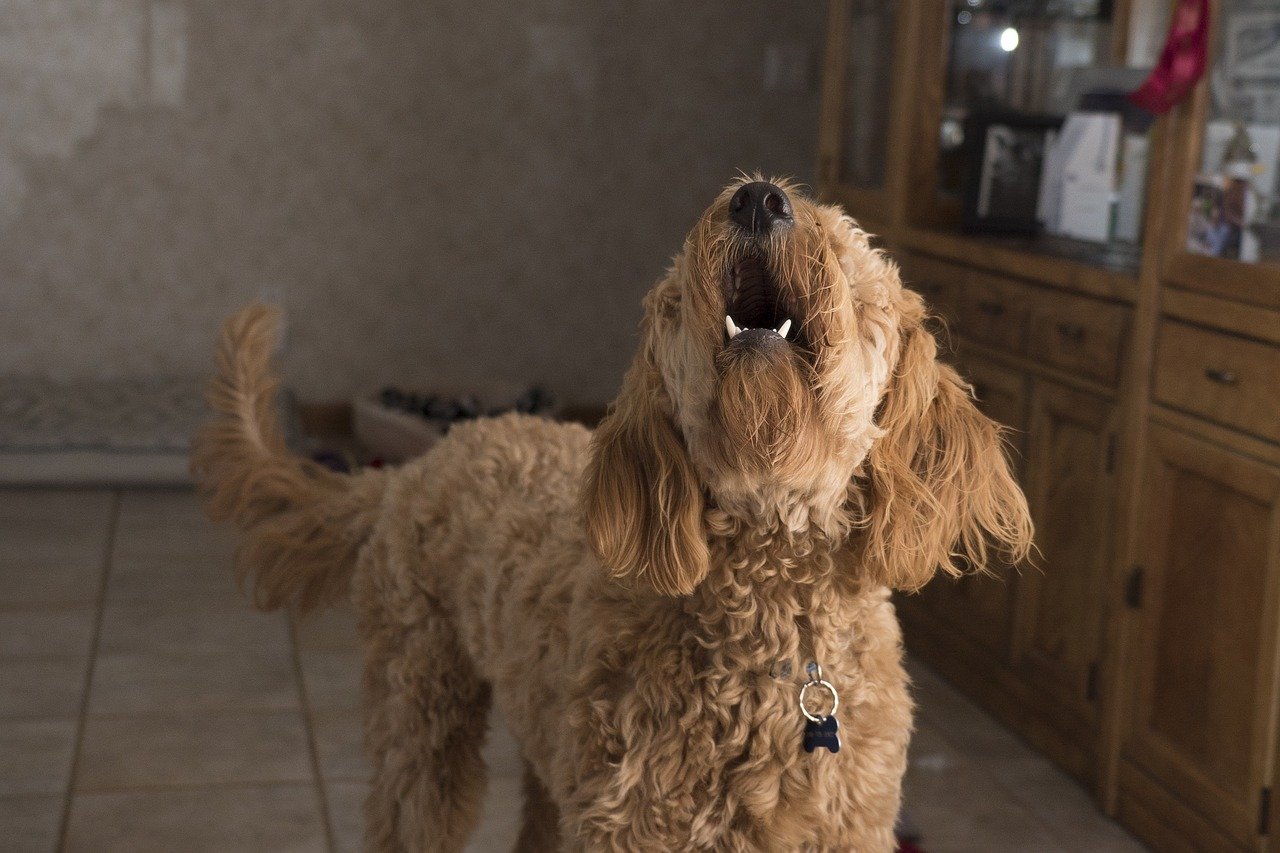 Een blaffende hond wanneer de deurbel gaat! Wat kan je eraan doen?