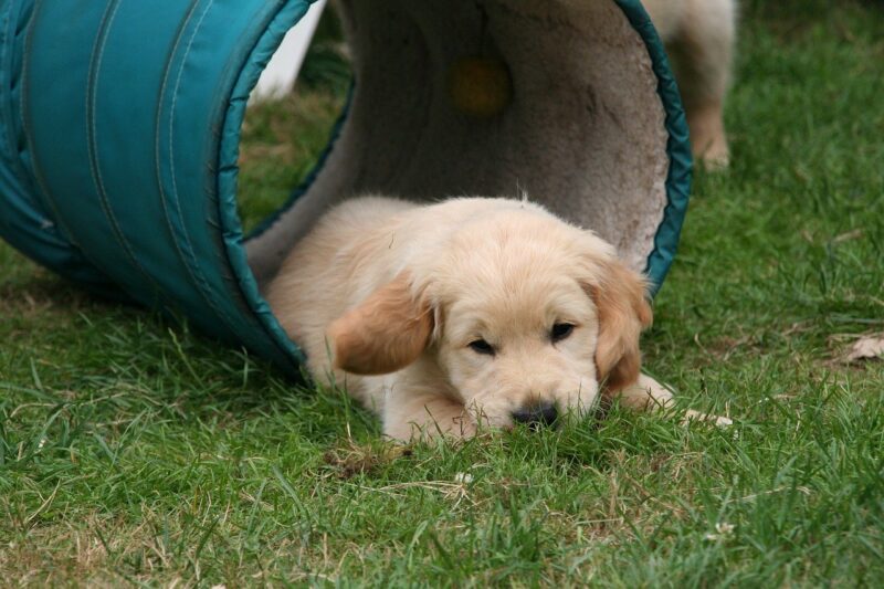 Is een puppycursus echt nodig?