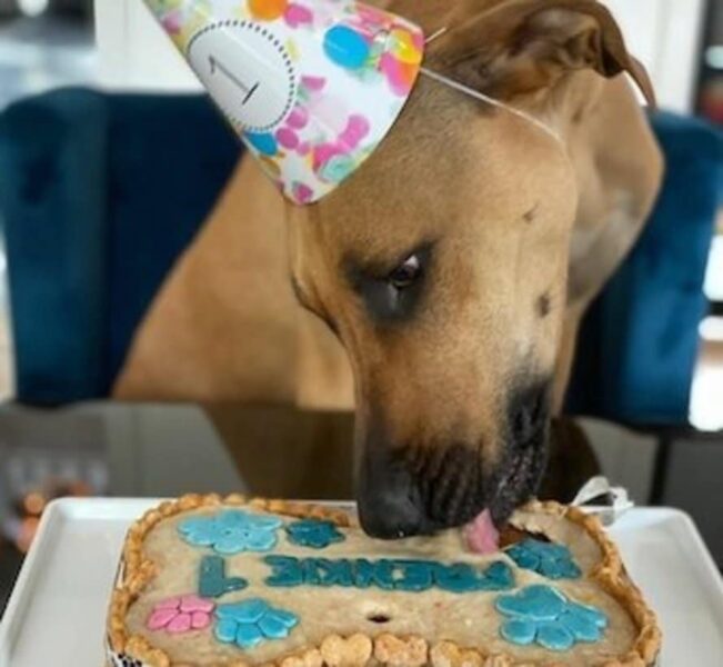 De heerlijkste hondentaarten en cupcakes van Doggi