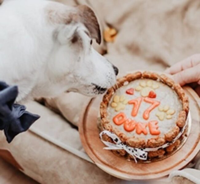 De heerlijkste hondentaarten en cupcakes van Doggi