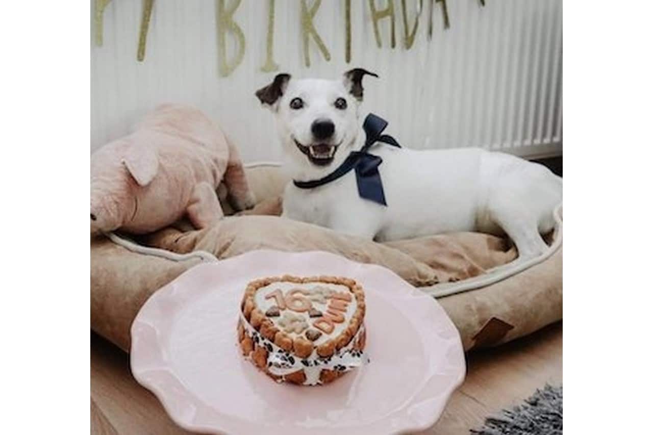 De heerlijkste hondentaarten en cupcakes van Doggi