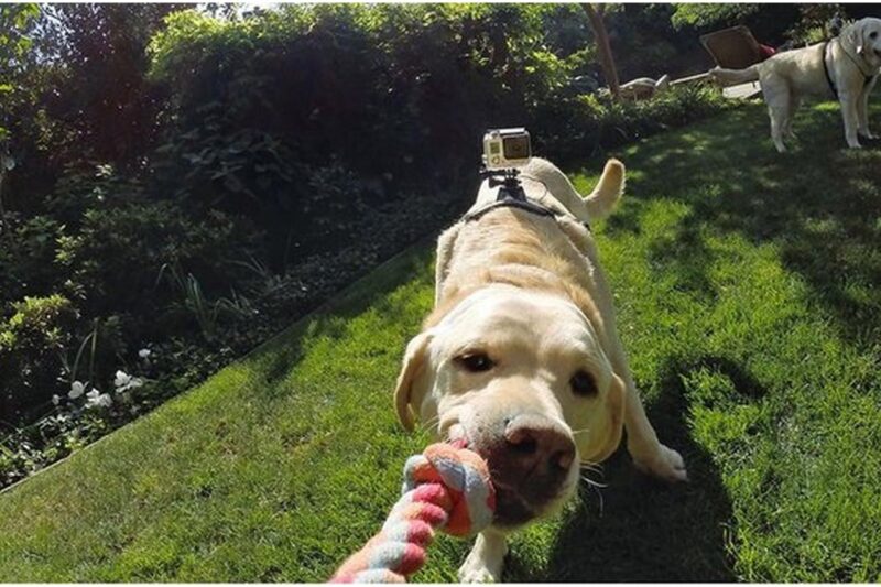 Beste GoPro Hondenharnas - Onze top 3!