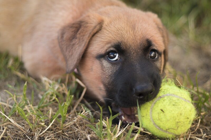 Wat je wel en niet moet doen bij het opvoeden van een puppy