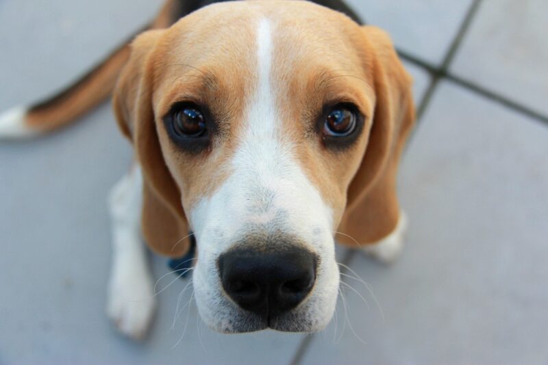 Hoe bedelen af te leren bij je hond?