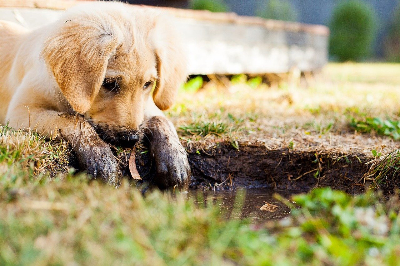 Wat je wel en niet moet doen bij het opvoeden van een puppy