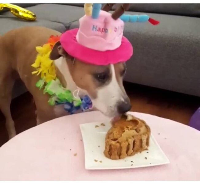 De heerlijkste hondentaarten en cupcakes van Doggi