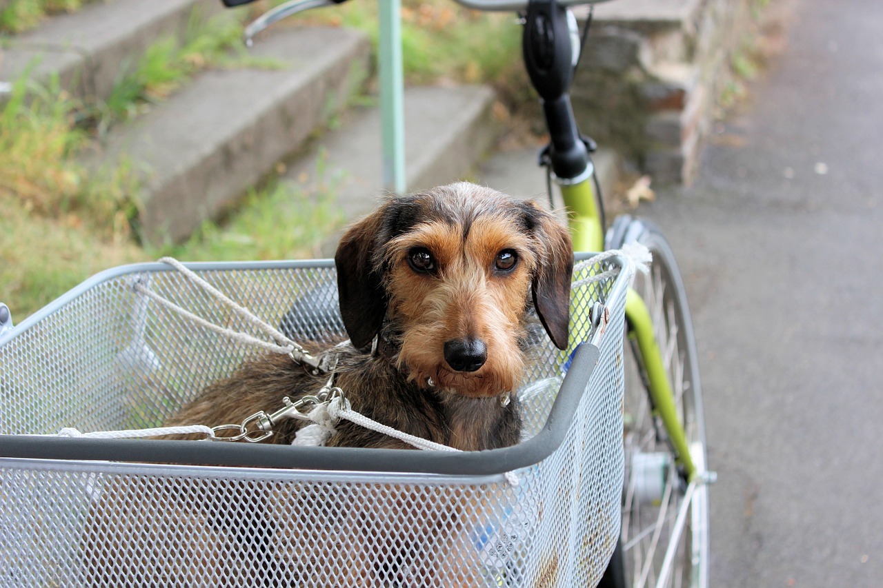 De beste orthopedische hondenmanden, minder pijn voor je hond!