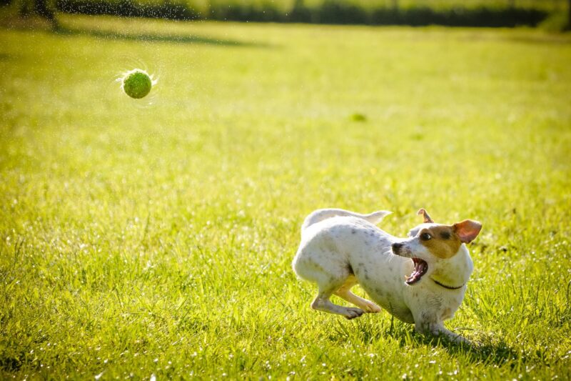 Dit is de beste ballenschieter voor jouw hond!