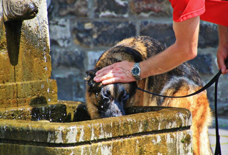 hond afkoelen