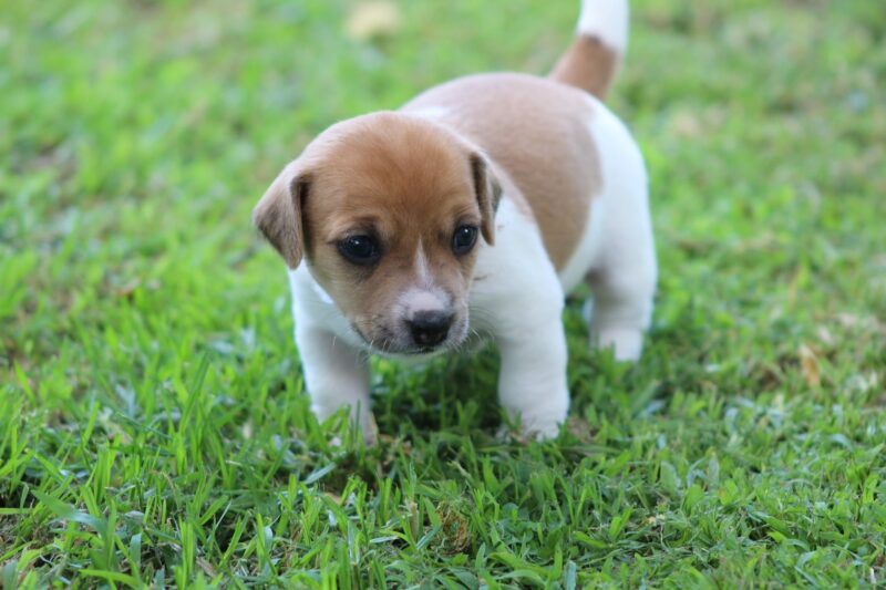 jack russells