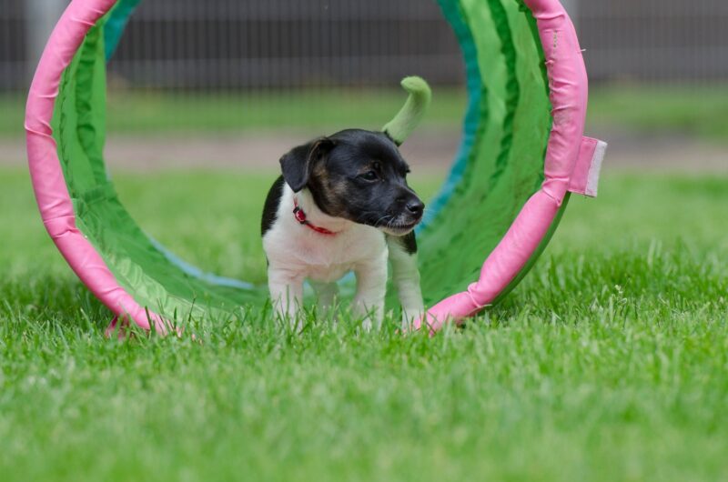 jack russels