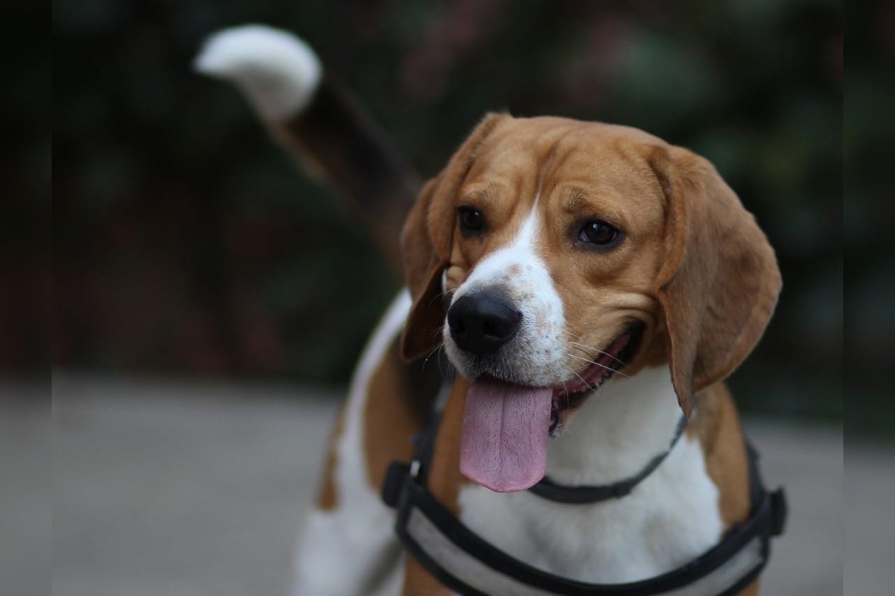 Welk tuigje voor Beagle? – Onze top 3!