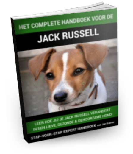 Beste halsband voor Jack Russel – Top 5