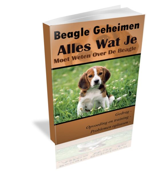 Welk tuigje voor Beagle? – Onze top 3!