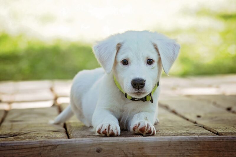 Beste puppybrokken – Onze top 5 gezonde keuze Beste puppybrokken