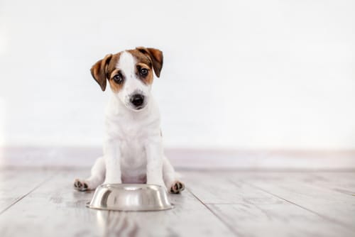 Beste puppy hondenvoer Top 3 – Beste puppy voer!
