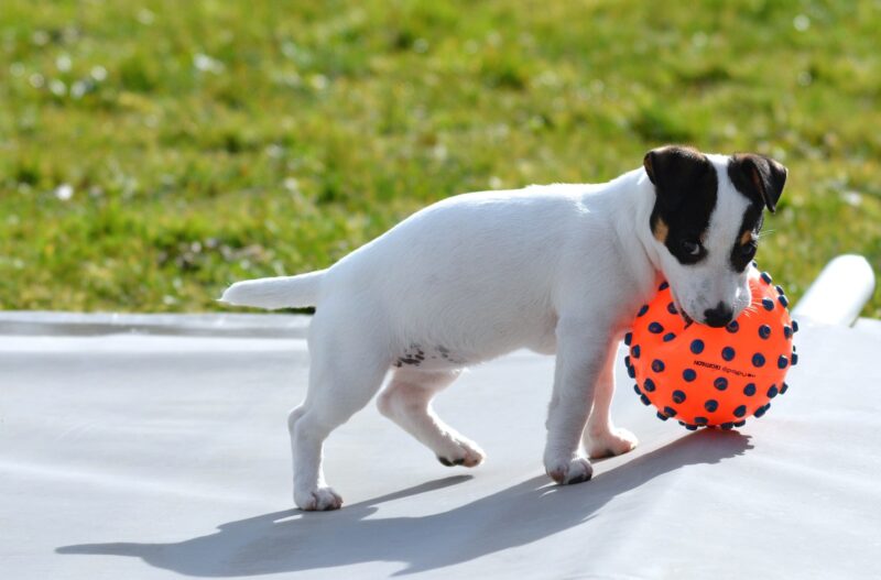 Hoe een Jack Russel opvoeden?