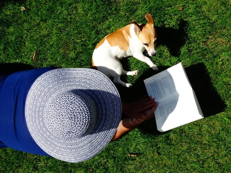 Hoe een Jack Russel opvoeden?
