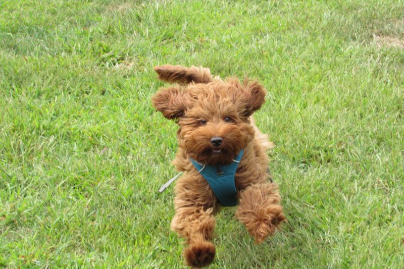 Labradoodle Geheimen Review