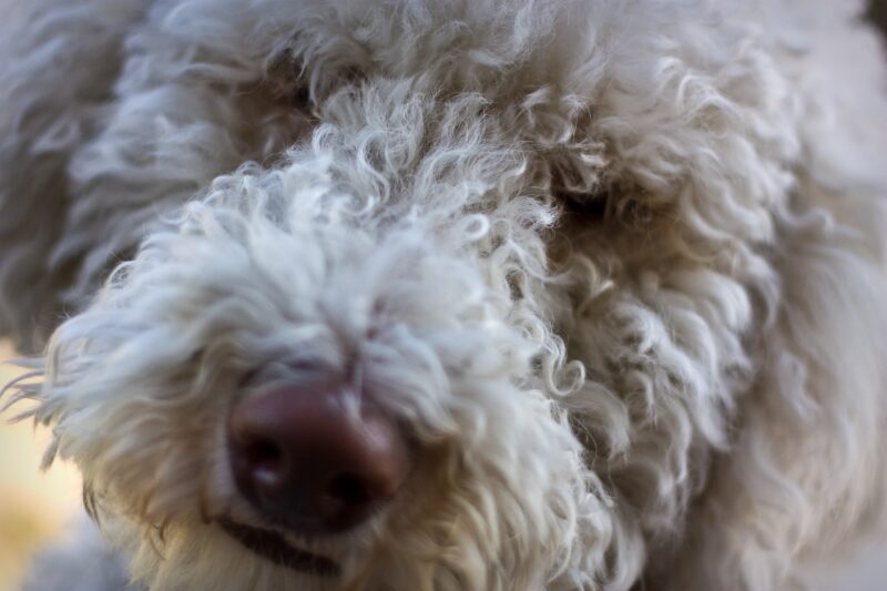 Labradoodle Geheimen Review