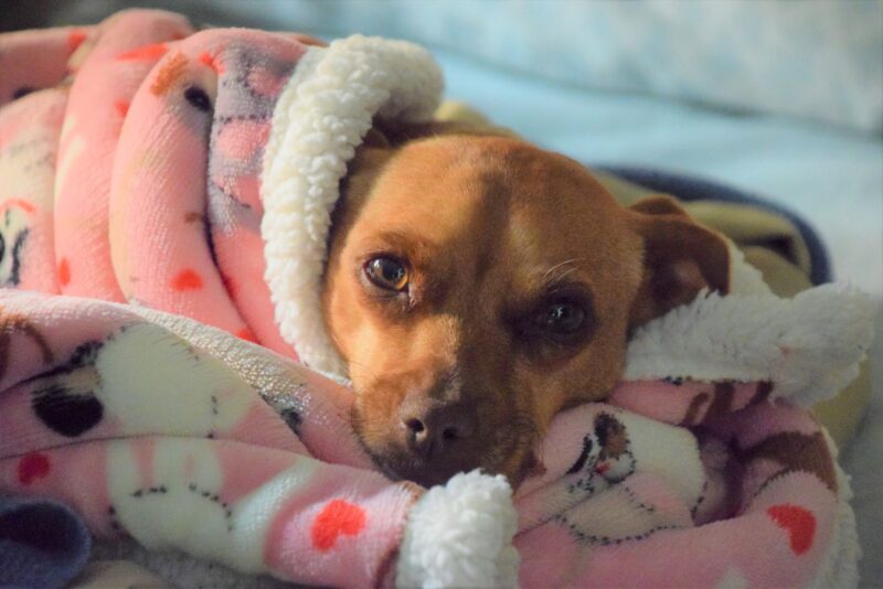 Ontwormen bij honden – Dit moet je doen!