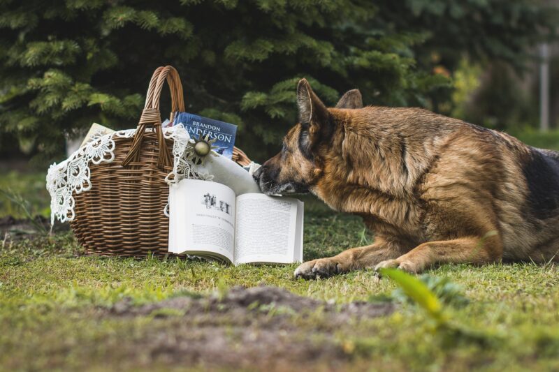 Review Duitse Herder Handboek