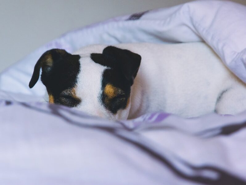 Welke voeding voor een Jack Russel pup?