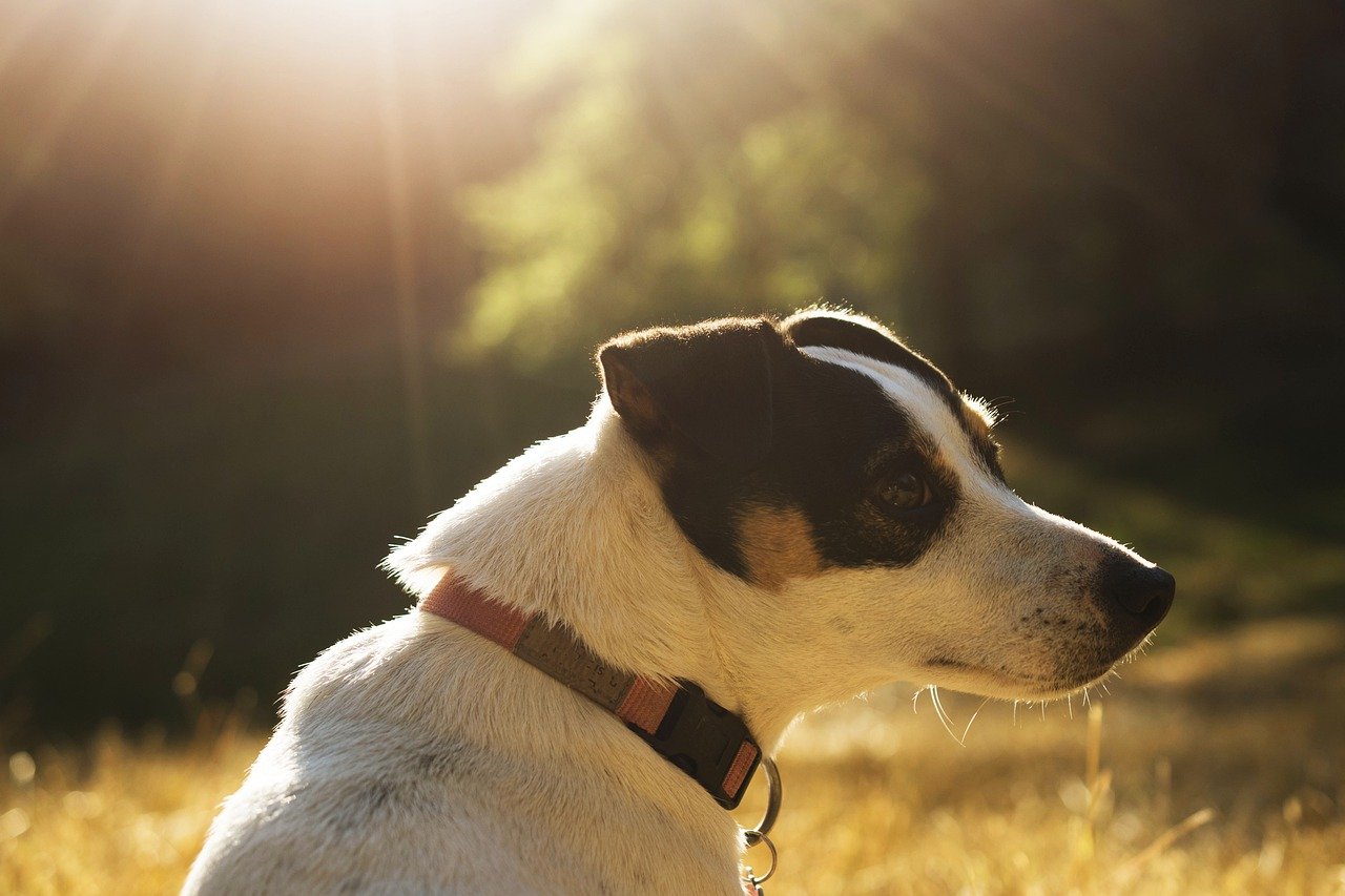 Hoe een Jack Russel opvoeden?