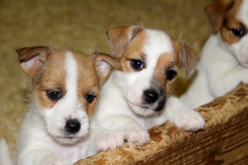 Hoe oud wordt een Jack Russel?