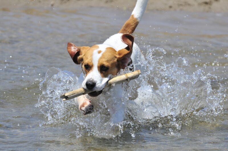 Kan een Beagle alleen thuis blijven?